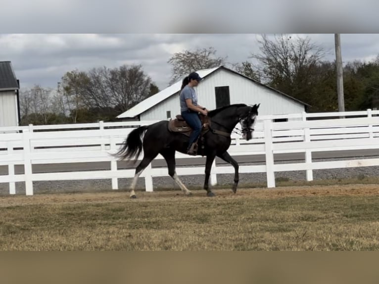 Tennessee Walking Horse Sto 3 år 152 cm Svart in LEWISBURG, TN