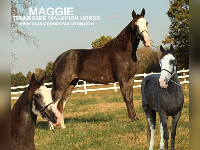 Tennessee Walking Horse Sto 3 år 152 cm Svart in LEWISBURG, TN