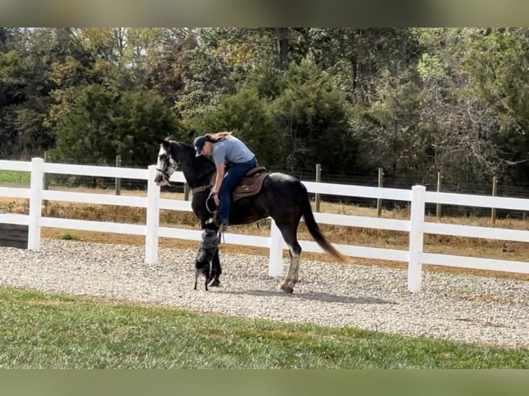 Tennessee Walking Horse Sto 3 år 152 cm Svart in LEWISBURG, TN