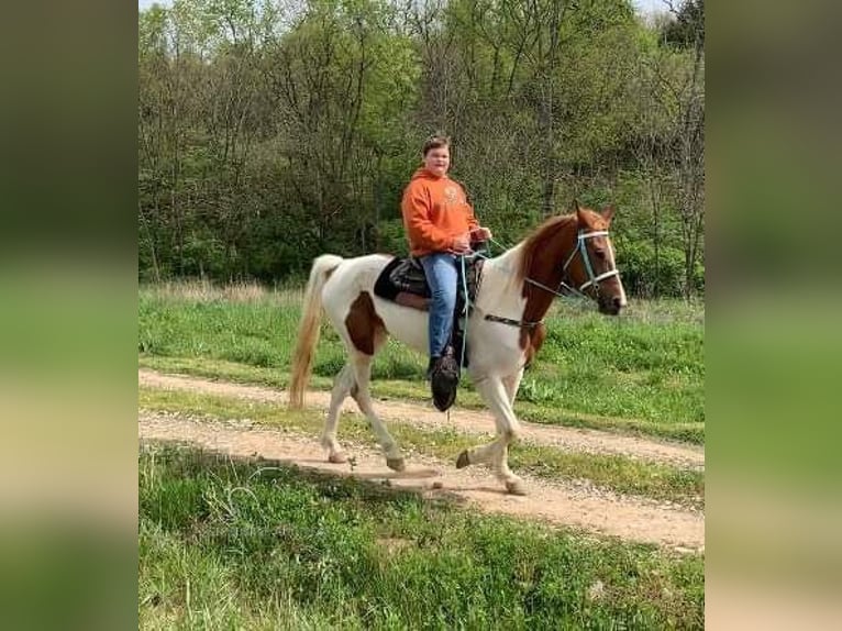 Tennessee Walking Horse Sto 4 år 152 cm Fux in Winchester, KY