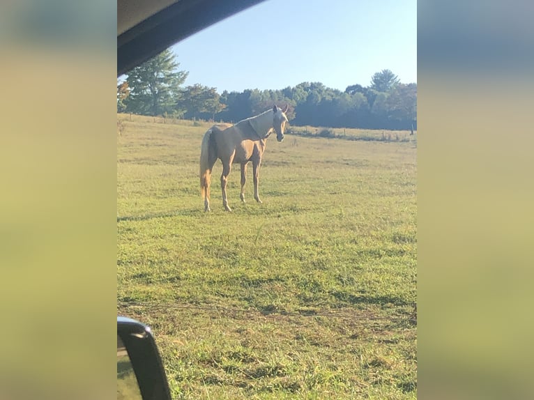 Tennessee Walking Horse Sto 7 år 152 cm Palomino in Blairsville