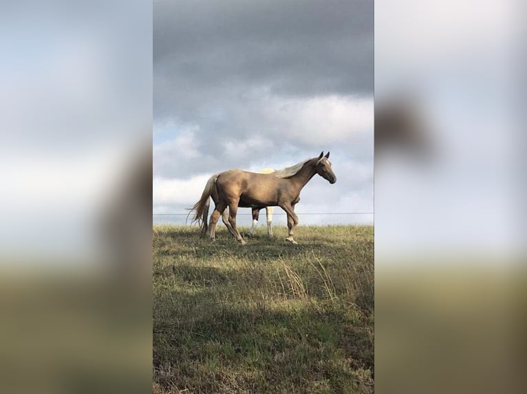 Tennessee Walking Horse Sto 7 år 152 cm Palomino in Blairsville