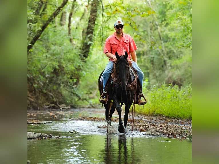 Tennessee Walking Horse Stute 10 Jahre 147 cm Rappe in Cleveland Tn