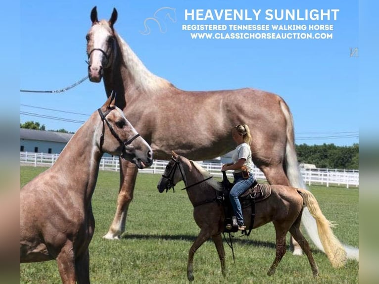 Tennessee Walking Horse Stute 10 Jahre 152 cm Dunkelfuchs in Lewisburg, TN