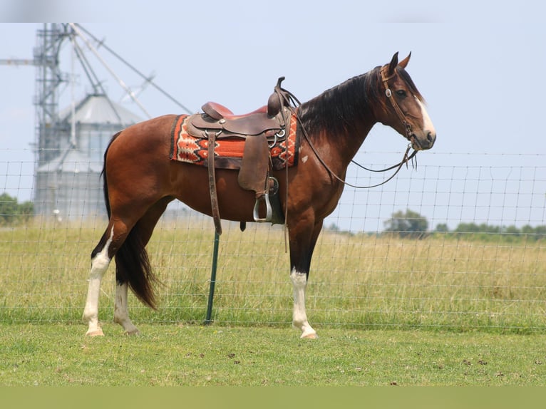 Tennessee Walking Horse Stute 10 Jahre 155 cm Rotbrauner in Sonora KY