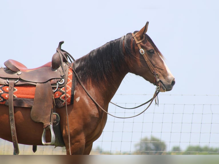 Tennessee Walking Horse Stute 10 Jahre 155 cm Rotbrauner in Sonora KY