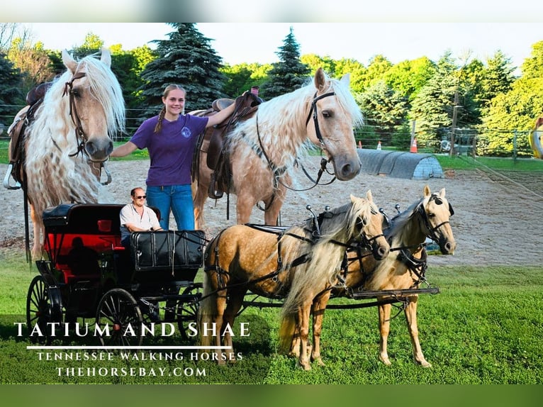 Tennessee Walking Horse Stute 10 Jahre Palomino in Warsaw, NY