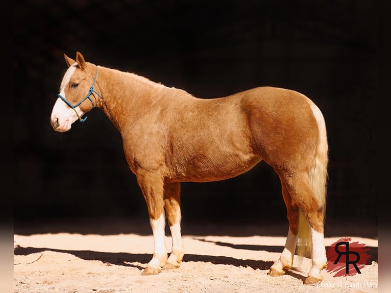 Tennessee Walking Horse Stute 12 Jahre 152 cm Palomino in Lyles