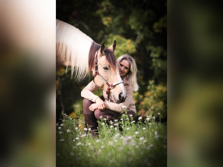 Tennessee Walking Horse Stute 12 Jahre 152 cm Tobiano-alle-Farben in Vilters