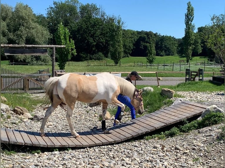 Tennessee Walking Horse Stute 12 Jahre 152 cm Tobiano-alle-Farben in Vilters