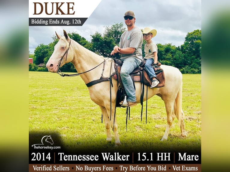 Tennessee Walking Horse Stute 12 Jahre 155 cm Champagne in Unionville, TN