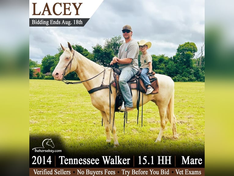 Tennessee Walking Horse Stute 12 Jahre 155 cm Champagne in Unionville, TN