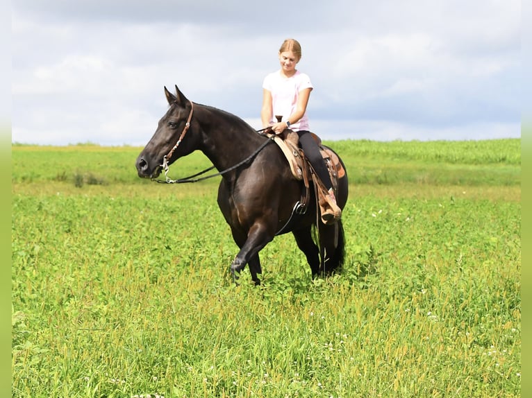 Tennessee Walking Horse Stute 12 Jahre 160 cm Rappe in Hastings, MN
