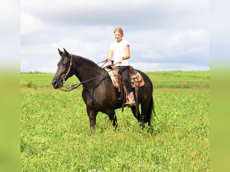 Tennessee Walking Horse Stute 12 Jahre 160 cm Rappe in Hastings, MN