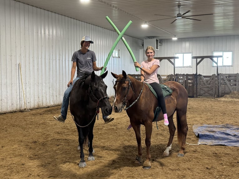 Tennessee Walking Horse Stute 12 Jahre 160 cm Rappe in Hastings, MN