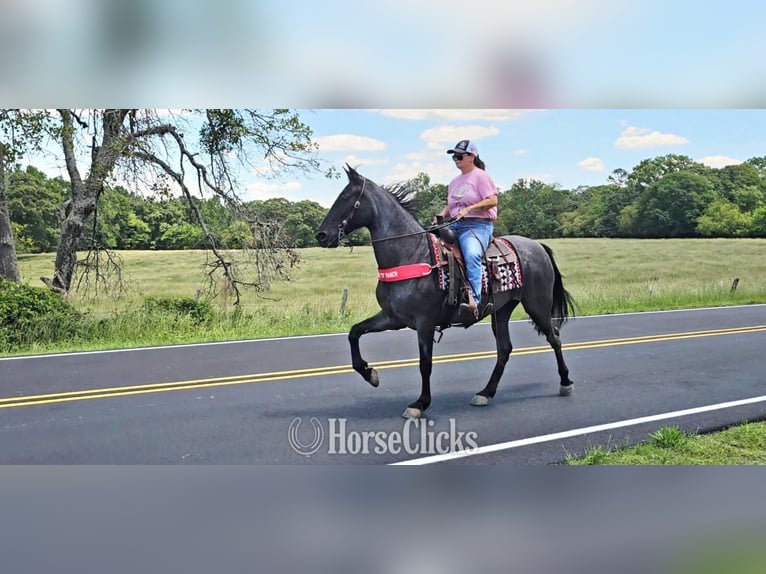 Tennessee Walking Horse Stute 12 Jahre Roan-Blue in Red Oak