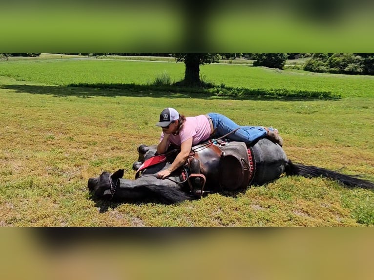 Tennessee Walking Horse Stute 12 Jahre Roan-Blue in Red Oak