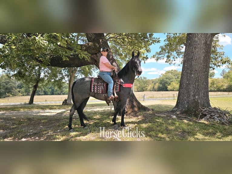 Tennessee Walking Horse Stute 12 Jahre Roan-Blue in Red Oak