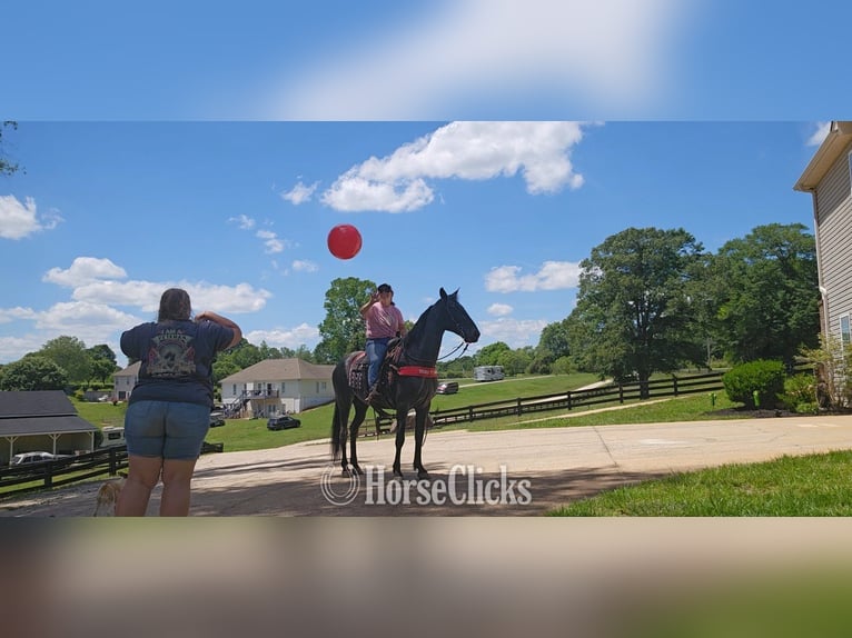 Tennessee Walking Horse Stute 12 Jahre Roan-Blue in Red Oak
