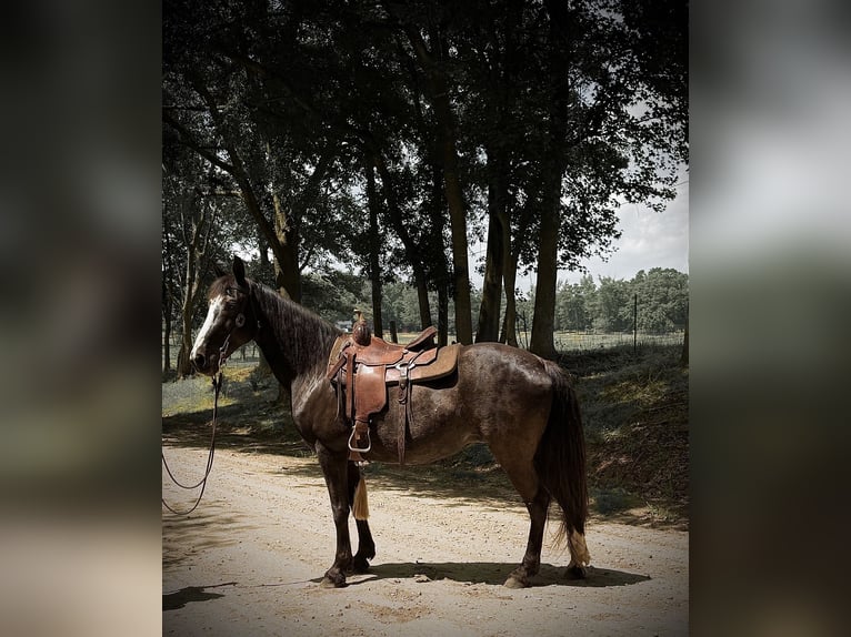 Tennessee Walking Horse Stute 13 Jahre 152 cm Rappe in Carnesville, GA