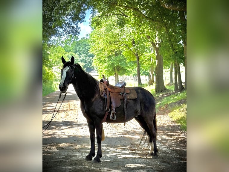 Tennessee Walking Horse Stute 13 Jahre 152 cm Rappe in Carnesville, GA
