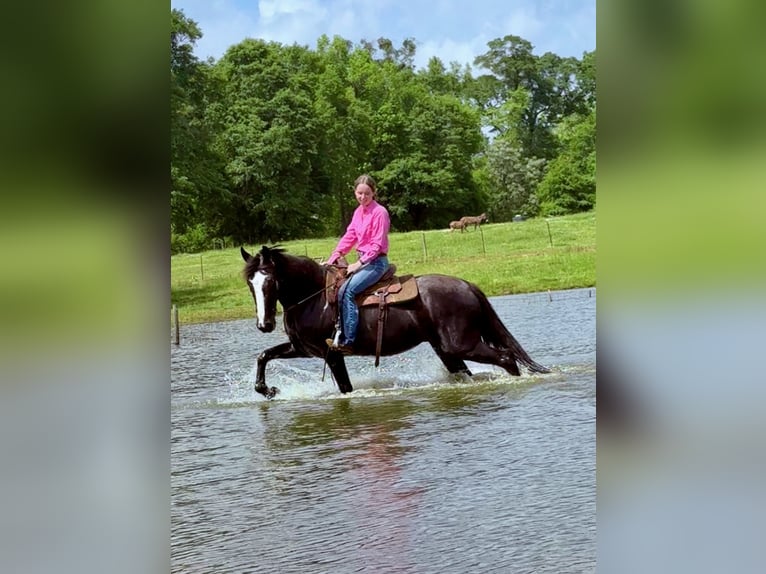 Tennessee Walking Horse Stute 13 Jahre 152 cm Rappe in Carnesville, GA