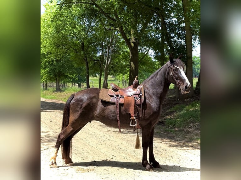 Tennessee Walking Horse Stute 13 Jahre 152 cm Rappe in Carnesville, GA