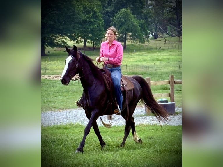 Tennessee Walking Horse Stute 13 Jahre 152 cm Rappe in Carnesville, GA