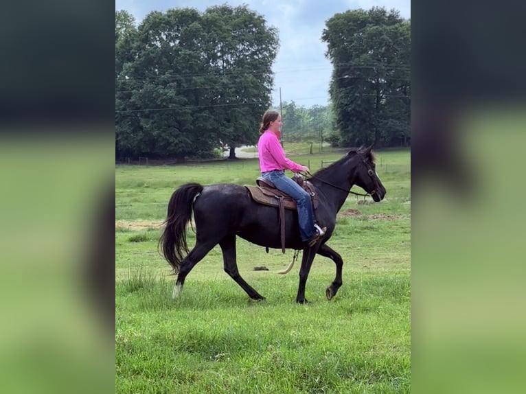 Tennessee Walking Horse Stute 13 Jahre 152 cm Rappe in Carnesville, GA