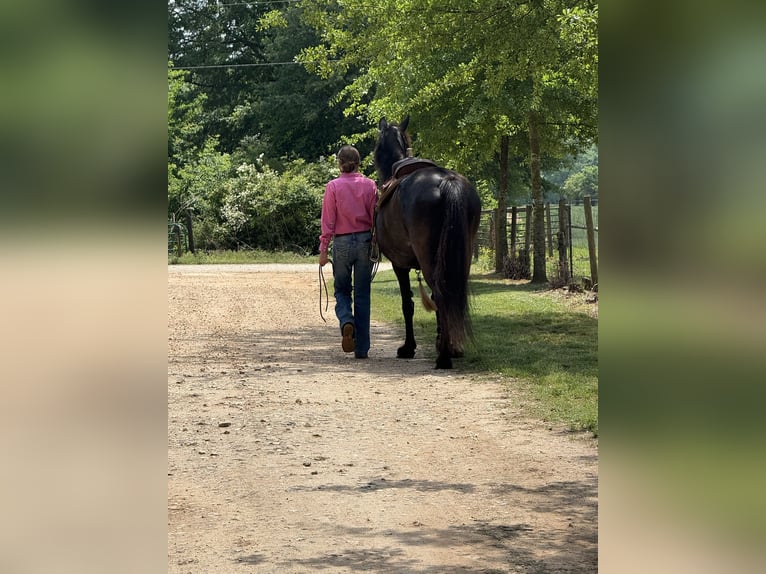 Tennessee Walking Horse Stute 13 Jahre 152 cm Rappe in Carnesville, GA