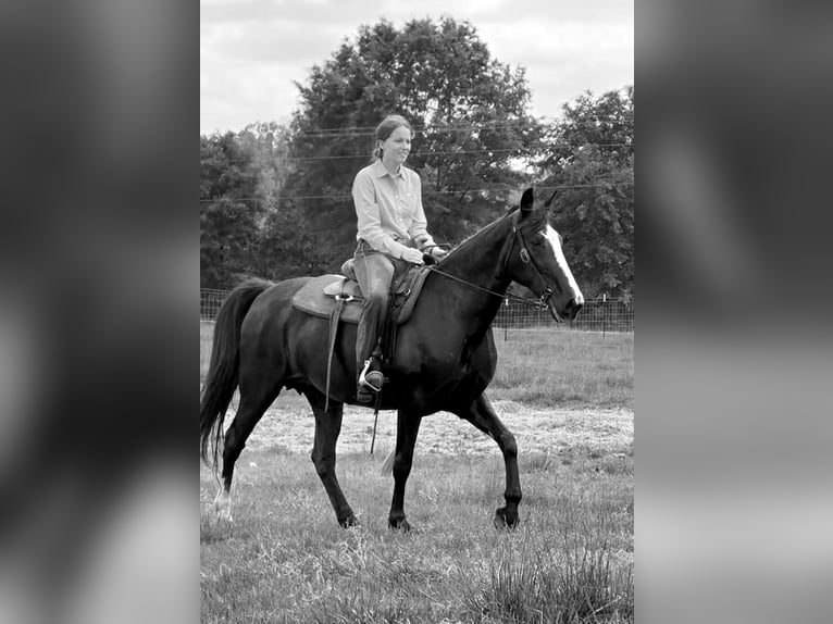 Tennessee Walking Horse Stute 13 Jahre 152 cm Rappe in Carnesville, GA