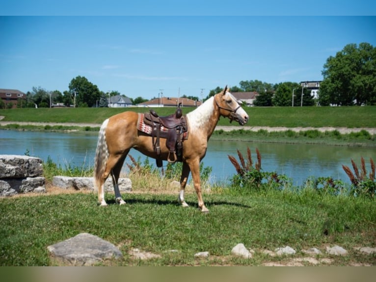 Tennessee Walking Horse Stute 13 Jahre 155 cm Palomino in Middletown OH