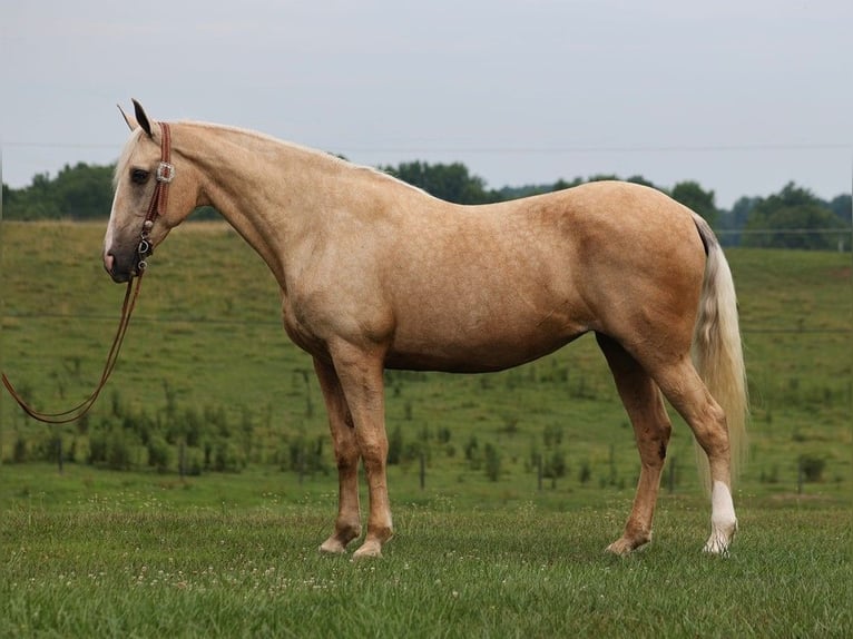 Tennessee Walking Horse Stute 13 Jahre Palomino in Parkers Lake KY