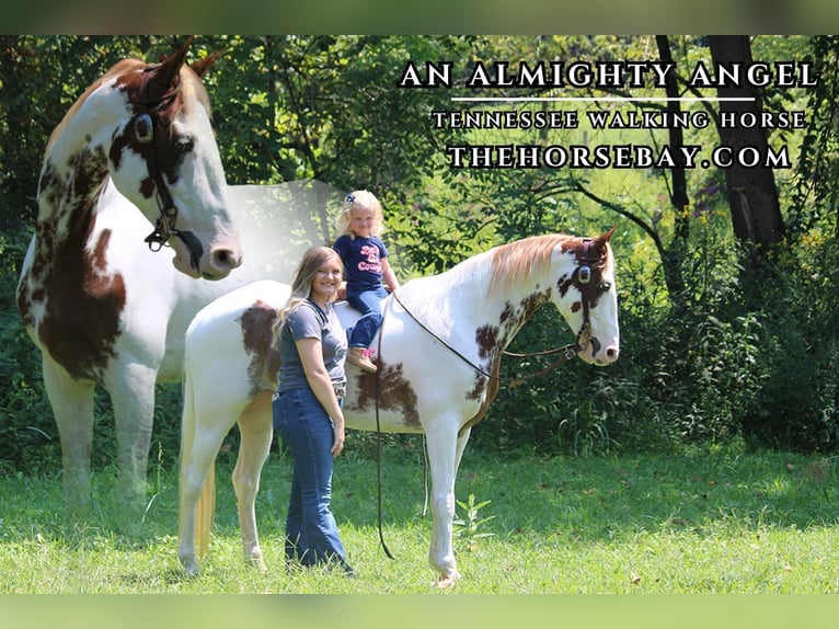 Tennessee Walking Horse Stute 14 Jahre 150 cm Tobiano-alle-Farben in Rockholds, KY