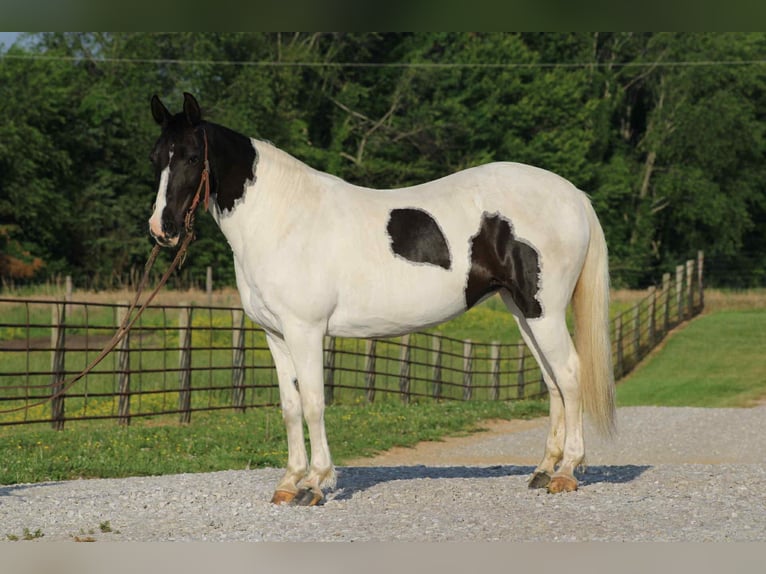 Tennessee Walking Horse Stute 14 Jahre 150 cm Tobiano-alle-Farben in Sonora, KY