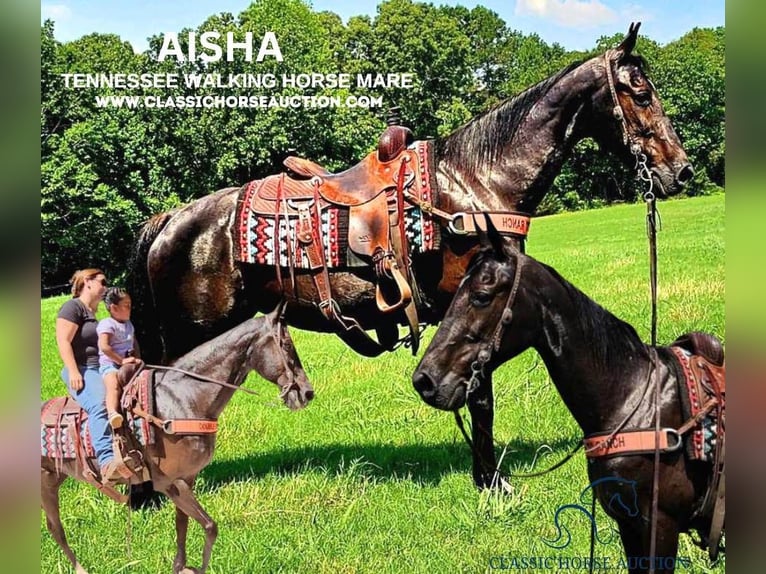 Tennessee Walking Horse Stute 14 Jahre 152 cm Rappe in Otis Orchards, WA