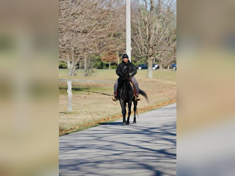 Tennessee Walking Horse Stute 14 Jahre 152 cm Rappe in Rineyville