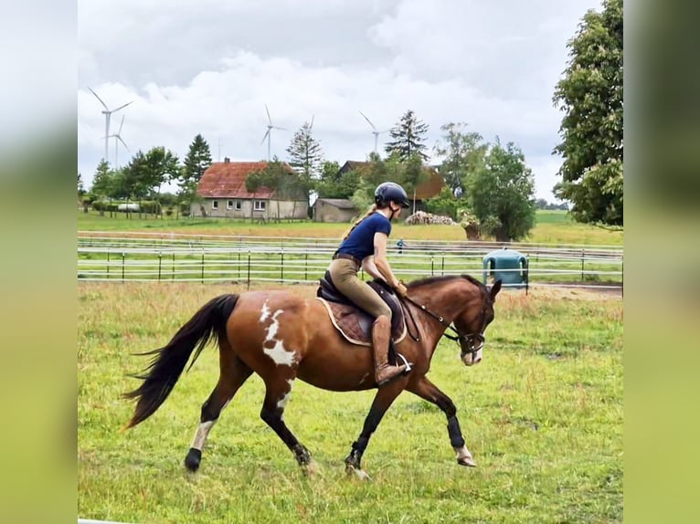 Tennessee Walking Horse Stute 14 Jahre 152 cm Schecke in Anklam
