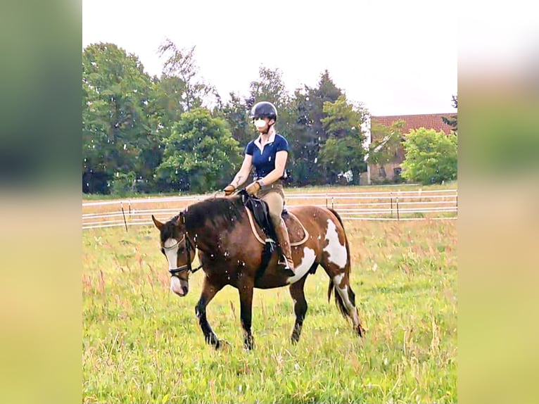 Tennessee Walking Horse Stute 14 Jahre 152 cm Schecke in Anklam