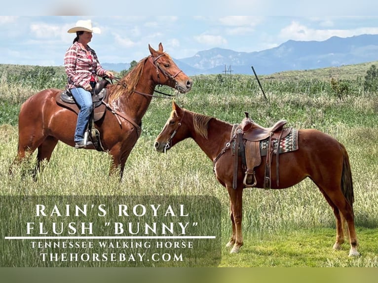 Tennessee Walking Horse Stute 14 Jahre 163 cm Dunkelfuchs in Fountain, CO