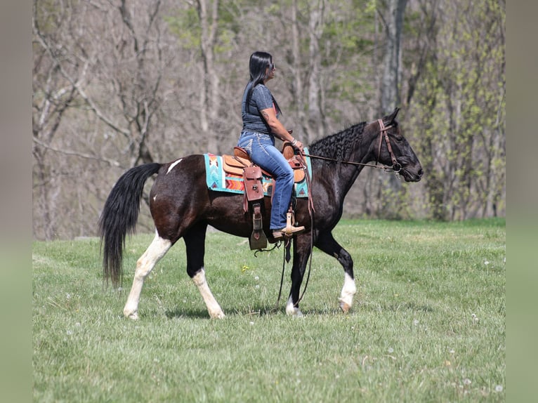 Tennessee Walking Horse Stute 15 Jahre 142 cm Rappe in Brodhead