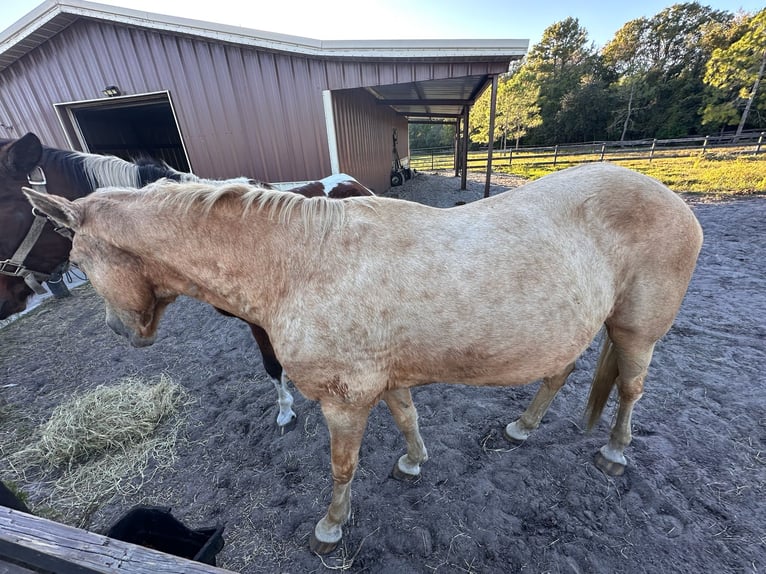 Tennessee Walking Horse Stute 15 Jahre 152 cm Palomino in Orlando