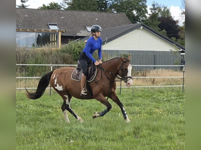 Tennessee Walking Horse Mix Stute 15 Jahre 155 cm Schecke in Anklam
