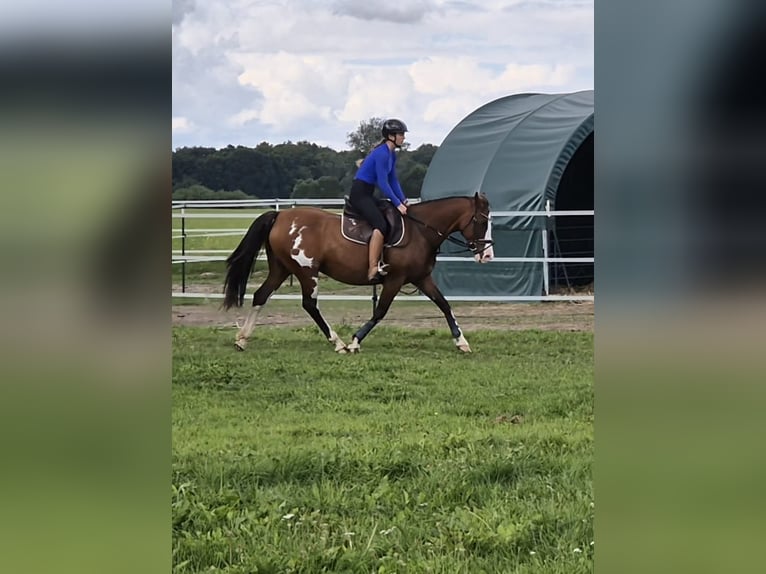 Tennessee Walking Horse Mix Stute 15 Jahre 155 cm Schecke in Anklam