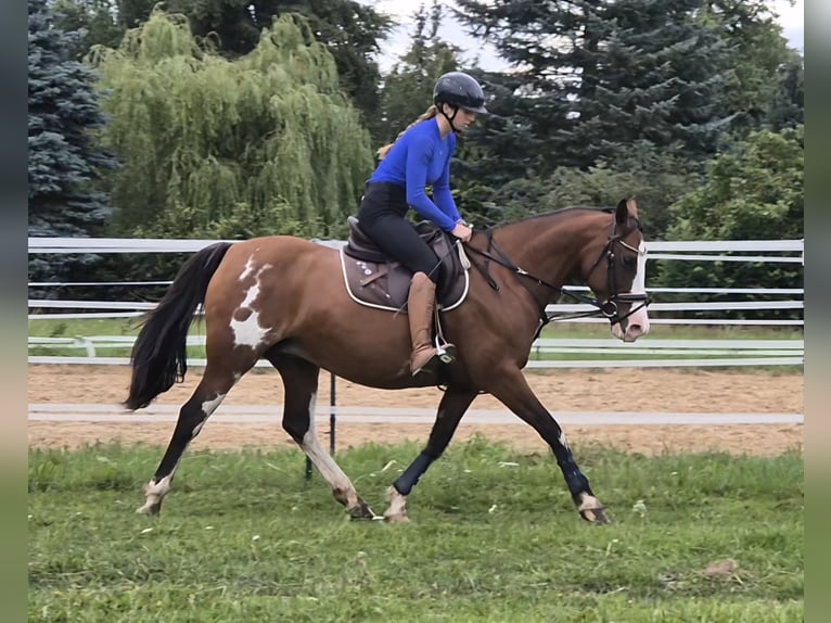 Tennessee Walking Horse Mix Stute 15 Jahre 155 cm Schecke in Rubkow