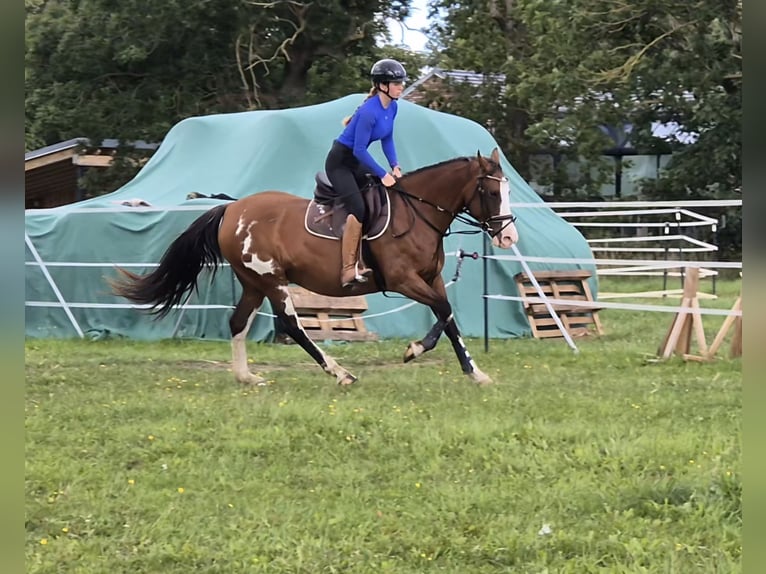 Tennessee Walking Horse Mix Stute 15 Jahre 155 cm Schecke in Rubkow