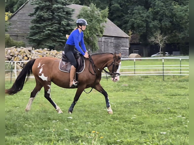 Tennessee Walking Horse Mix Stute 15 Jahre 155 cm Schecke in Rubkow