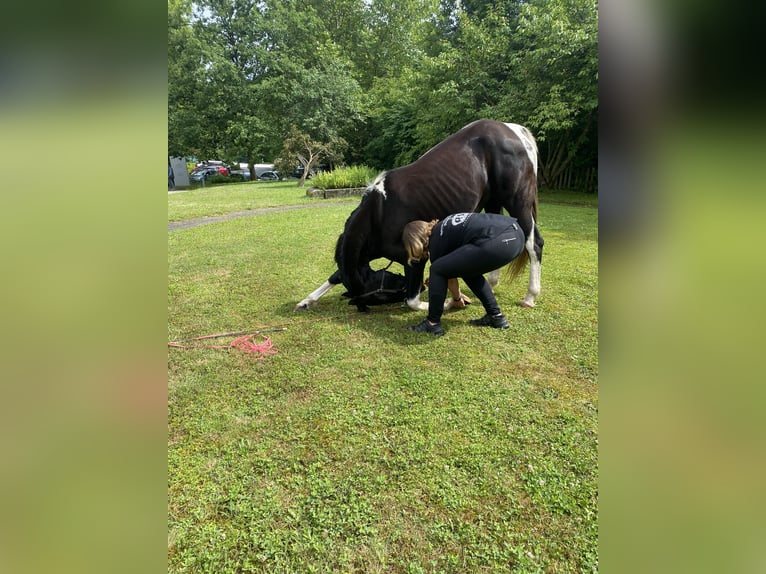 Tennessee Walking Horse Stute 18 Jahre 150 cm Schecke in Pocking Tennessee Walking Horse Stute 18 Jahre 150 cm Schecke in Pocking