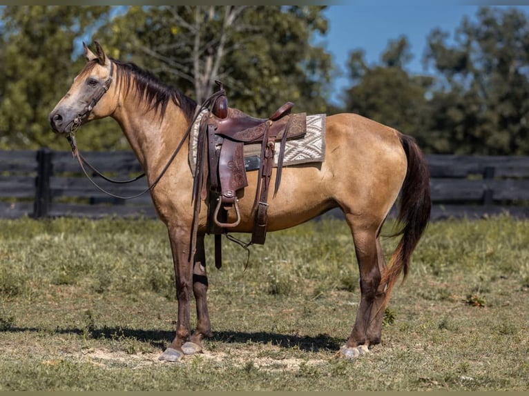 Tennessee Walking Horse Stute 18 Jahre 155 cm Buckskin in Wallingford KY