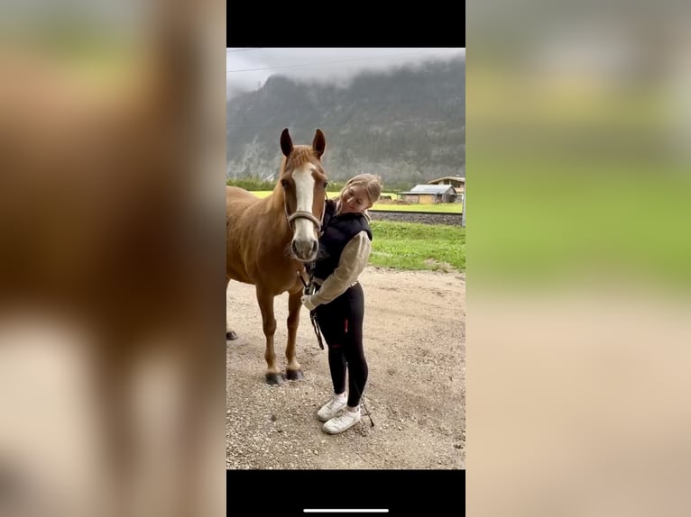 Tennessee Walking Horse Mix Stute 19 Jahre 151 cm Fuchs in Mittenwald
